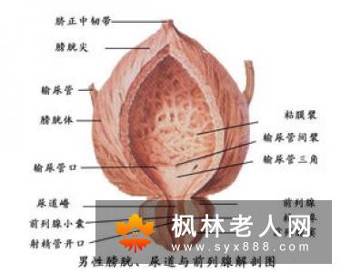 尿道炎别吃这四类食物 赶快为他转发