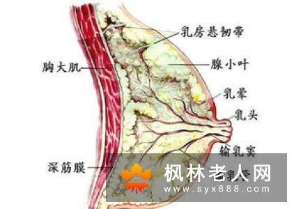 男人患上梅毒有哪些症状?一期梅毒患者梅毒的影响主要有2个!