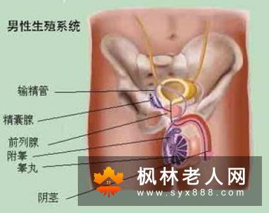右侧卧会损伤睾丸？ 哪种睡姿最适合男人？