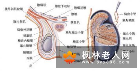 正确认识龟头炎  男性必学知识