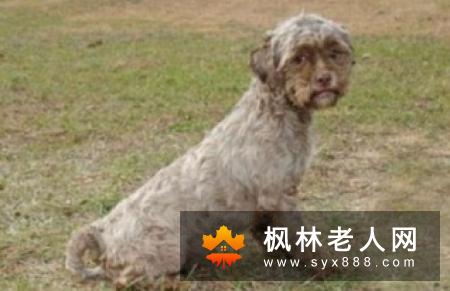 老人养什么狗好比较好，老人应该养什么品种的狗