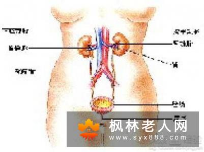 支原体尿路感染为什么会造成不育