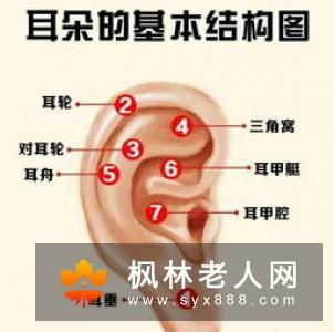 老年人常揉揉耳朵  更能健康长寿