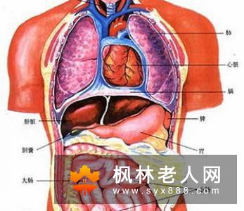 男人多吃牛油果 预防便秘保护肾脏