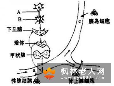 雄性激素过高如何进行调理