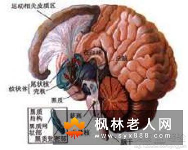 运动让血管更加“年轻” 老年人要常运动