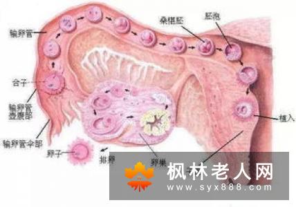 卵巢囊肿会给女性患者造成哪些危害