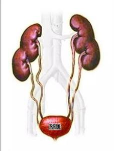 男人多吃牛油果 预防便秘保护肾脏