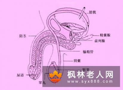 男性正常的精液什么样的？