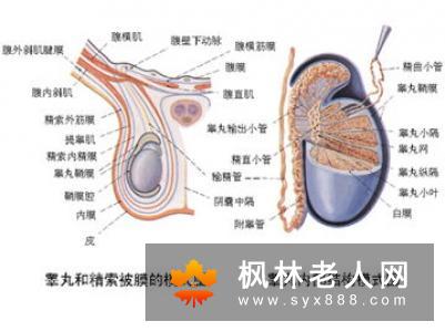 阴囊潮湿是肾虚吗?揭秘阴囊潮湿的发病原因