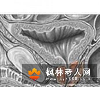 常喝牛奶的男性易患前列腺癌