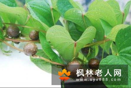 四方滋润补肺的家庭食谱