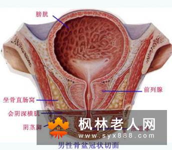 常喝牛奶的男性易患前列腺癌