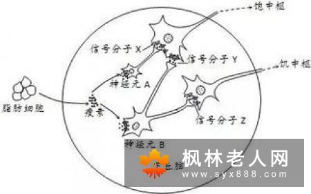 你了解卵巢早衰的特征了吗？