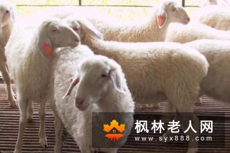 柴鸡比肉鸡更有营养吗?男人吃鸡肉可以补精吗