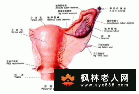 腹部疼痛当心卵巢囊肿的侵袭