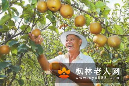 老人多吃梨子好 饭后吃梨防便秘！