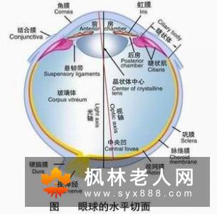 白内障的治疗详解