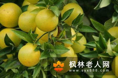 老人冬季多食柚子的好处是什么