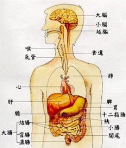 练太极让身体器官更年轻助你实现长寿梦想