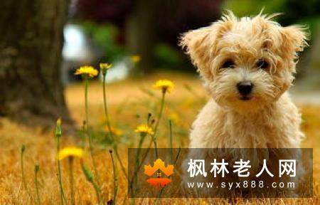 老人养狗好处多 老人适合养什么狗？
