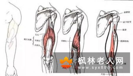早中晚锻炼不同关节收效更大