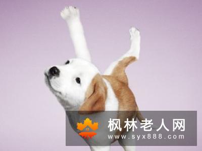 老人养狗好处多 老人适合养什么狗？