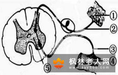 三叉神经的植物神经反射