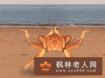 老人走螃蟹步缓解腰腿疼痛