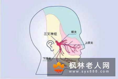 三叉神经的植物神经反射